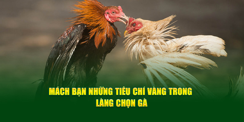 Mách bạn những tiêu chí vàng trong làng chọn gà