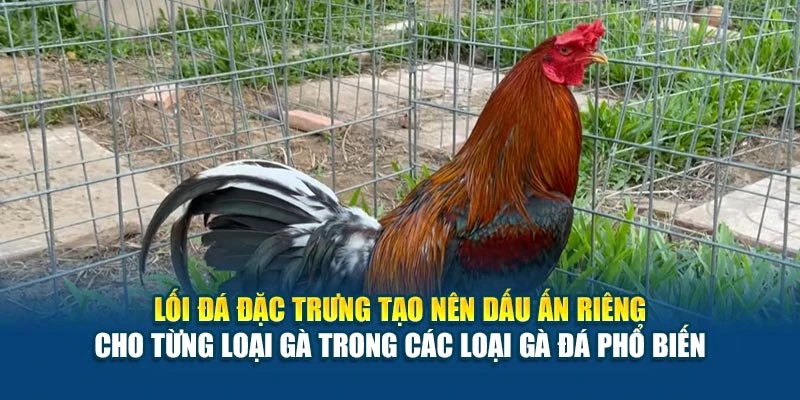 Lối đá đặc trưng tạo nên dấu ấn riêng cho từng loại gà trong các loại gà đá phổ biến